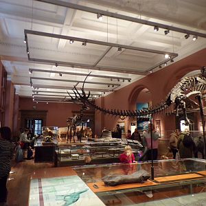 View of the smaller animal hall (taken at Kelvingrove museum) 12.2.24