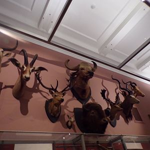 View of hunted hoofstock heads (taken at Kelvingrove museum) 12.2.24