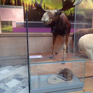 Moose and a muskrat (?) (taken at Kelvingrove museum) 12.2.24
