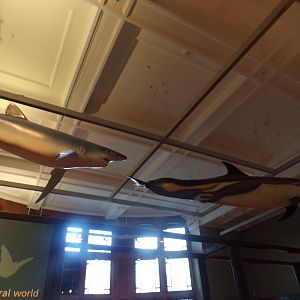 Blue shark and dolphin (not sure of species) (taken at Kelvingrove museum) 12.2.24