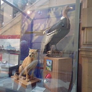 Puma and Andean condor(taken at Kelvingrove museum) 12.2.24
