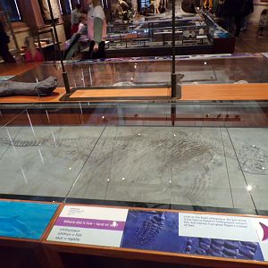 Ichthyosaur skeleton  (taken at Kelvingrove museum) 12.2.24