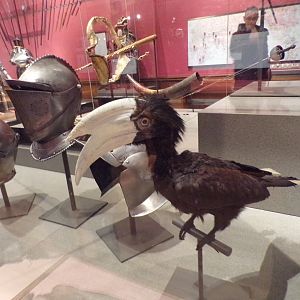 Male black hornbill (taken at Kelvingrove museum) 12.2.24