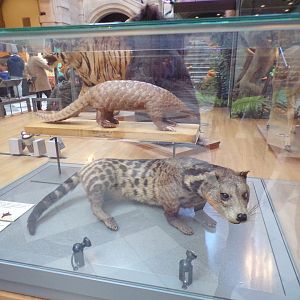 Malayan civet and pangolin (taken at Kelvingrove museum) 12.2.24