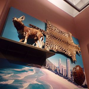 African wild dog and leopard skin (taken at Kelvingrove museum) 12.2.24