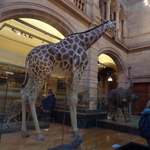 Giraffe (taken at Kelvingrove museum) 12.2.24