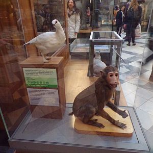 Japanese macaque and ptarmigan (taken at Kelvingrove museum) 12.2.24