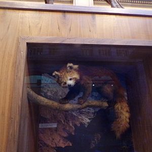 Red panda (taken at Kelvingrove museum) 12.2.24