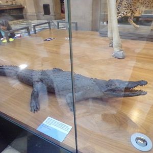 Nile crocodile (taken at Kelvingrove museum) 12.2.24