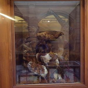 Golden eagle (taken at Kelvingrove museum) 12.2.24