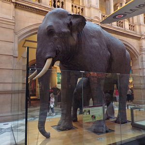 Sir Roger the Asian elephant (taken at Kelvingrove museum) 12.2.24