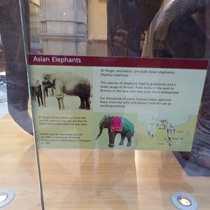 Signage about Sir Roger and Kelvin (taken at Kelvingrove museum) 12.2.24