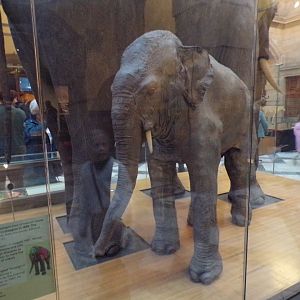 Kelvin the Asian elephant- note sign on the left (taken at Kelvingrove museum) 12.2.24