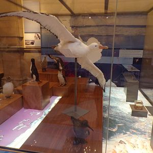 Albatross and penguins (taken at Kelvingrove museum) 12.2.24