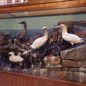 Gannet display (taken at Kelvingrove museum) 12.2.24