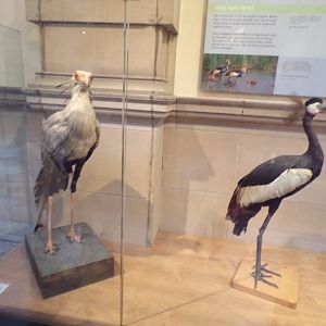Secretary bird and African crowned crane (taken at Kelvingrove museum) 12.2.24