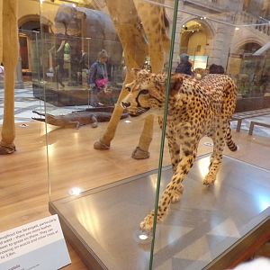 Cheetah (taken at Kelvingrove museum) 12.2.24