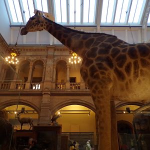 Giraffe (taken at Kelvingrove museum) 12.2.24