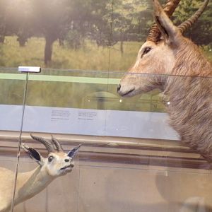 Weird antelopes (taken at Kelvingrove museum) 12.2.24