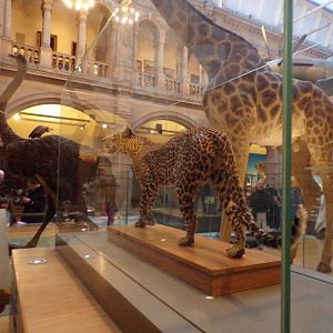 Leopard (taken at Kelvingrove museum) 12.2.24