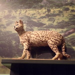 Serval (taken at Kelvingrove museum) 12.2.24