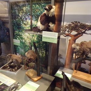 Lemurs (taken at Kelvingrove museum) 12.2.24