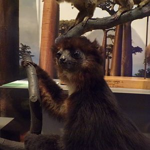 Very weird sifaka (taken at Kelvingrove museum) 12.2.24