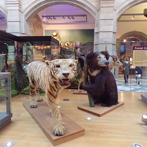 Bengal tiger and Sloth bear (taken at Kelvingrove museum) 12.2.24