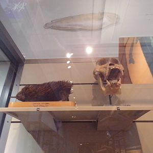 Common echidna and gorilla (?) skull (taken at Kelvingrove museum) 12.2.24