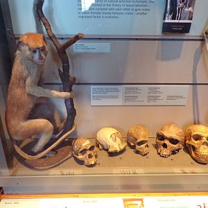 Patas monkey and hominid skulls (taken at Kelvingrove museum) 12.2.24