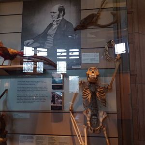Signage of Darwin (alongside golden pheasant, orangutan skeleton and squirrel monkey) (taken at Kelvingrove museum) 12.2.24