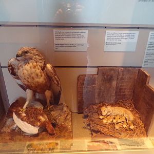 Animal dioramas (taken at Kelvingrove museum) 12.2.24