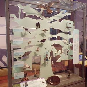 Urban species display (taken at Kelvingrove museum) 12.2.24