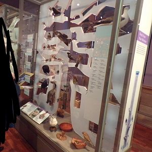 Urban species display (taken at Kelvingrove museum) 12.2.24