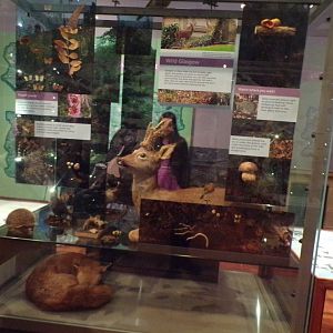 Woodland species display (taken at Kelvingrove museum) 12.2.24