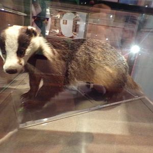 Eurasian badger (taken at Kelvingrove museum) 12.2.24