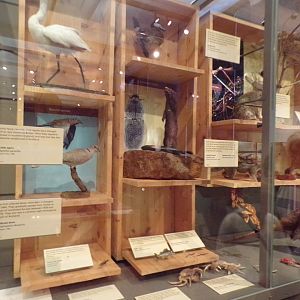 British species display (taken at Kelvingrove museum) 12.2.24