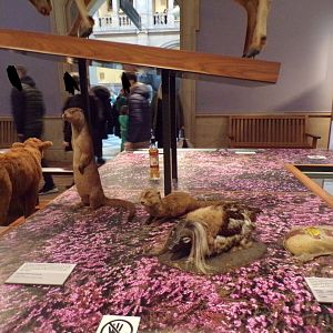 Eurasian otters and a Haggis (taken at Kelvingrove museum) 12.2.24
