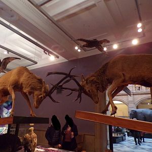 Stags fighting (taken at Kelvingrove museum) 12.2.24
