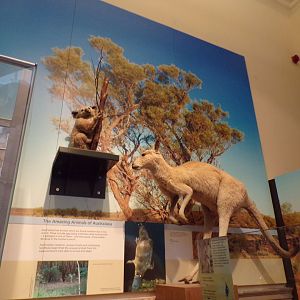 Koala and Kangaroo (taken at Kelvingrove museum) 12.2.24