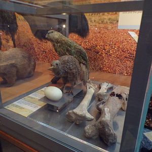 Kiwi and a Kakapo (taken at Kelvingrove museum) 12.2.24