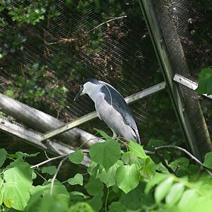 Aviary - Black-crowned Night Heron (Nycticorax nycticorax)
