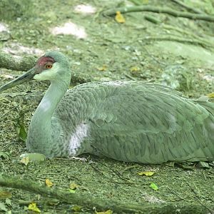 Aviary - Sandhill Crane (Antigone canadensis)