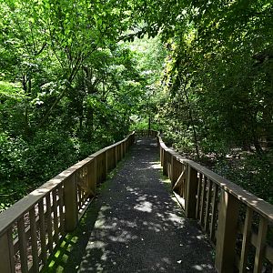 Aviary - Path through the Understory