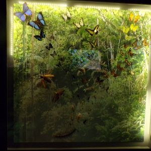 Butterflies in Amazon display (taken at Kelvingrove museum) 12.2.24