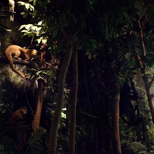 Animals in the trees in Amazon display(taken at Kelvingrove museum) 12.2.24