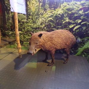 Peccary (taken at Kelvingrove museum) 12.2.24