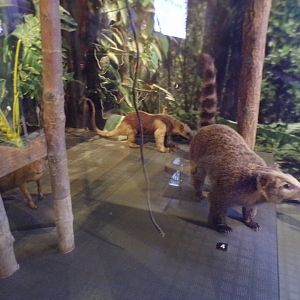 Coati and Tamandua (taken at Kelvingrove museum) 12.2.24