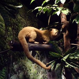 Kinkajou (taken at Kelvingrove museum) 12.2.24