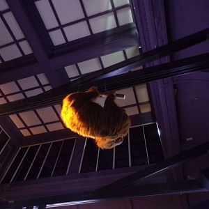 Two-toed sloth (taken at Kelvingrove museum) 12.2.24